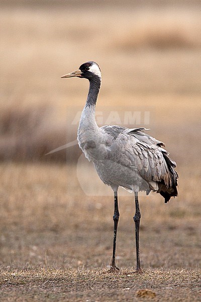 Common Crane, Grus grus stock-image by Agami/Oscar Díez,
