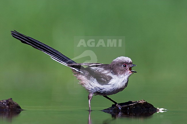 Staartmees, Long-tailed Tit, Aegithalos caudatus stock-image by Agami/Bence Mate,