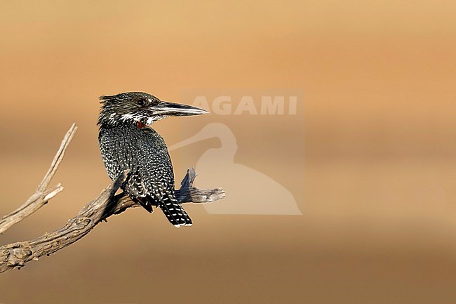 Reuzenijsvogel; Giant Kingfisher; stock-image by Agami/Walter Soestbergen,