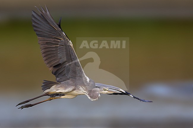 Blauwe Reiger in vlucht; Grey Heron in flight stock-image by Agami/Daniele Occhiato,