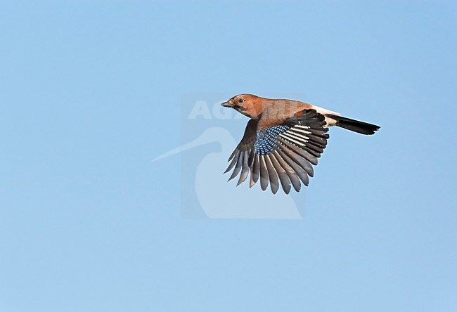 Gaai in de vlucht; Eurasian Jay in flight stock-image by Agami/Markus Varesvuo,