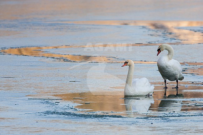 Knobbelzwaan op ijs; Mute Swan on ice stock-image by Agami/Menno van Duijn,