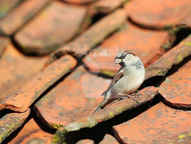 Autumn male House Sparrow (Passer domesticus) on a roof with old roof tiles on Vlieland, Netherlands. Looking over it's shoulder. stock-image by Agami/Marc Guyt,