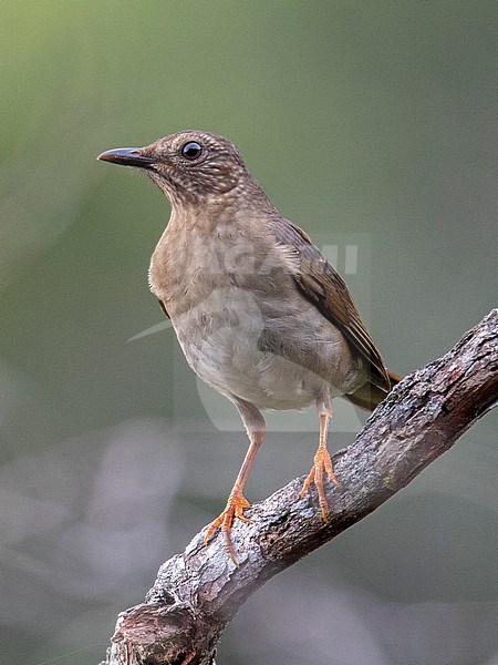 A female Pale-eyed Thrush (Turdus leucops) at ProAves Chestnut-capped Piha Reserve, Anorí, Antioquia, Colombia. stock-image by Agami/Tom Friedel,