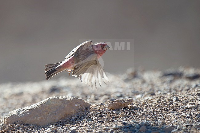 Adult male Sinai Rosefinch (Carpodacus synoicus). Side view of bird in flight. stock-image by Agami/Kari Eischer,