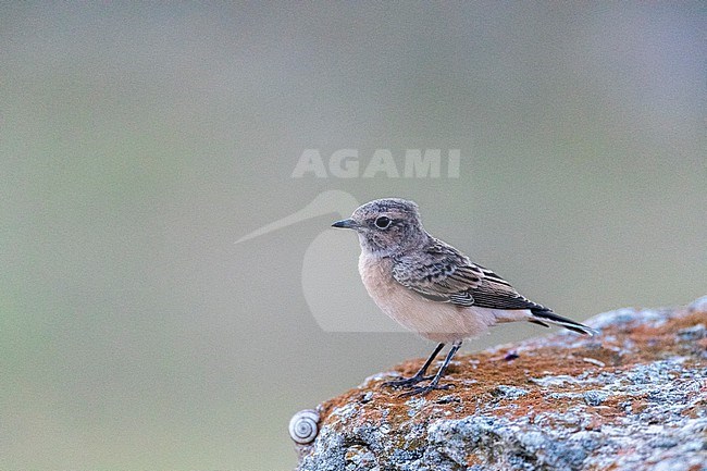 Pied Wheatear (Oenanthe pleschanka) during autumn migration at Cape Kaliakra, Bulgaria stock-image by Agami/Marc Guyt,