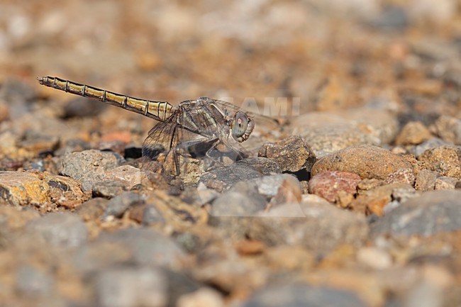 Imago Kleine oeverlibel; Adult Small Skimmer; stock-image by Agami/Fazal Sardar,