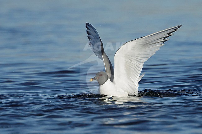 Adult summer plumaged Sabine's Gull (Xema sabini) at
Seward Peninsula, Alaska, USA. stock-image by Agami/Brian E Small,