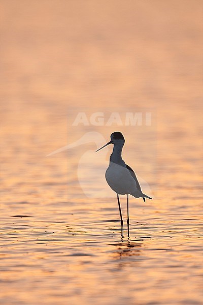 Black-winged Stilt - StelzenlÃ¤ufer - Himantopus himantopus ssp. himantopus, Spain (Mallorca), adult male stock-image by Agami/Ralph Martin,