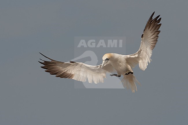 Jan-van-gent vliegend boven kolonie; Northern Gannet flying above colony stock-image by Agami/Han Bouwmeester,