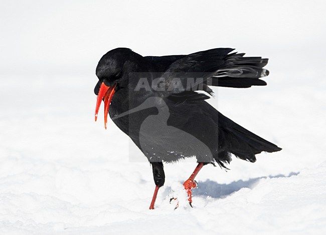 Alpenkraai in de sneeuw; Red-billed Chough in the snow stock-image by Agami/Markus Varesvuo,