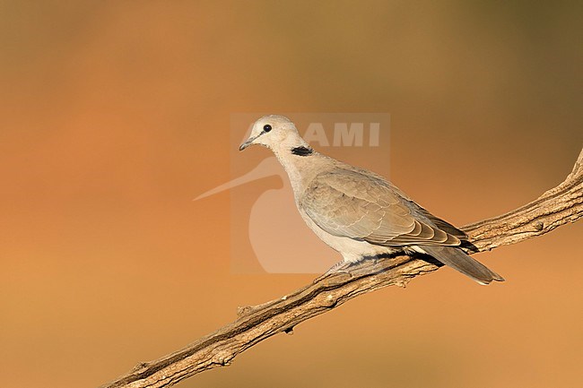 Kaapse tortelduif in avond zonnetje; Cape Turtle Dove in sunset; stock-image by Agami/Walter Soestbergen,