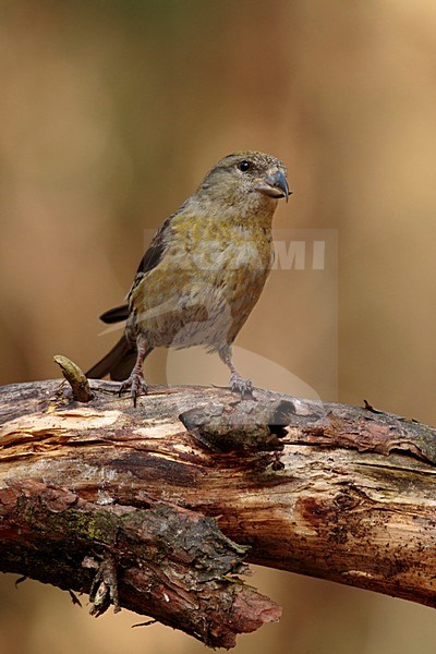 Kruisbek vrouw zittend op boomstronk; Red Crossbill sitting on pearch stock-image by Agami/Walter Soestbergen,