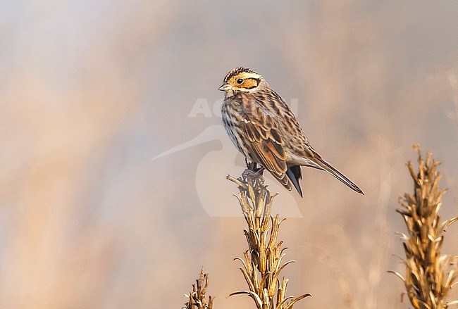 This wintering Little Bunting was found in Hasselt town in Belgium. stock-image by Agami/Vincent Legrand,