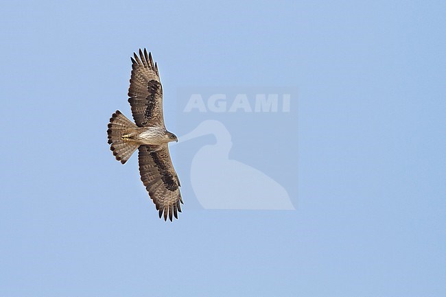 Bonelli's Eagle - Habichtsadler - Aquila fasciata ssp. fasciata, Oman, adult stock-image by Agami/Ralph Martin,