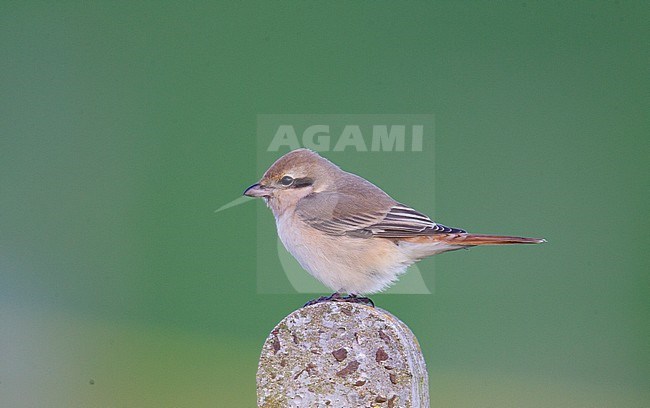 First-winter Isabelline Shrike (Lanius isabellinus) during autumn migration on the Shetlands islands, Scotland. stock-image by Agami/Hugh Harrop,