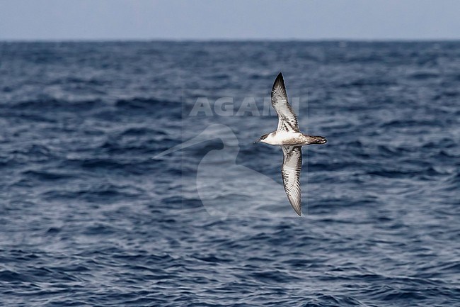 Great Shearwater flying over the sea off Sao Nicolau, Cape Verde. June 4, 2018. stock-image by Agami/Vincent Legrand,