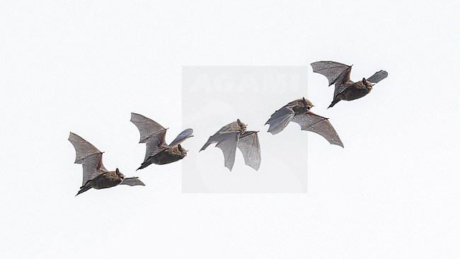 Common Pipistrelle (Pipistrellus pipistrellus) flying over Domaine des Silex, Brussels, Brabant, Belgium. stock-image by Agami/Vincent Legrand,