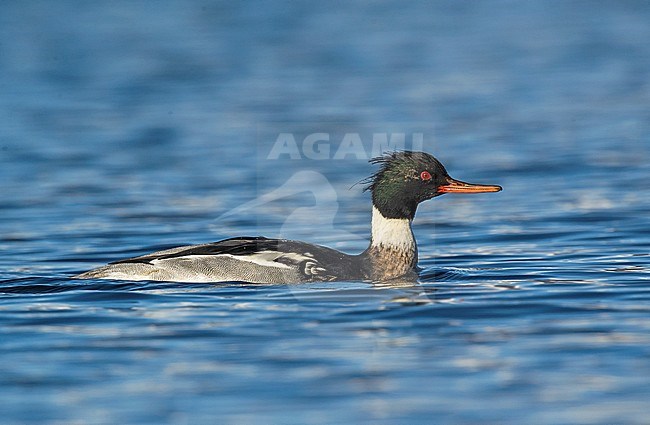 Red-breasted Merganser male swimming; Middelste Zaagbek man zwemmend stock-image by Agami/Alain Ghignone,