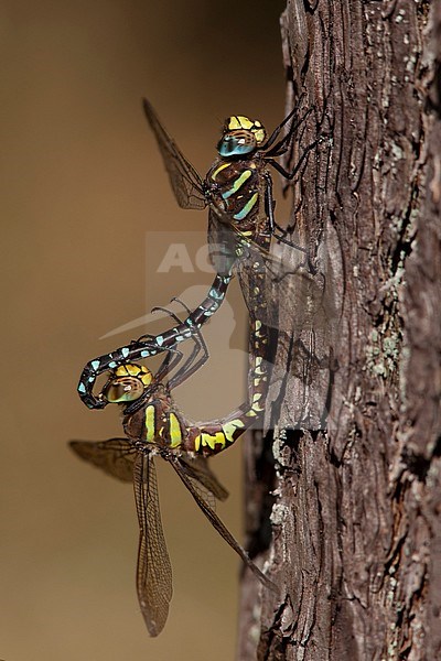 Imago Venglazenmaker; Adult Moorland Hawker; Adult Common Hawker stock-image by Agami/Fazal Sardar,