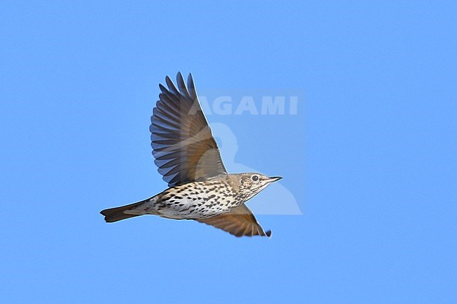 Migrating Song Thrush (Turdus philomelos) during autumn migration over Texel in the Netherlands. Seen from below. stock-image by Agami/Laurens Steijn,