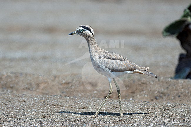 A Peruvian thick-knee (Burhinus superciliaris) stand on a dry plain not far from the coast in Lima, Peru. stock-image by Agami/Jacob Garvelink,