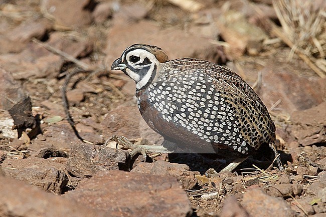 Adult male 
Jeff Davis Co., TX 
March 2010 stock-image by Agami/Brian E Small,