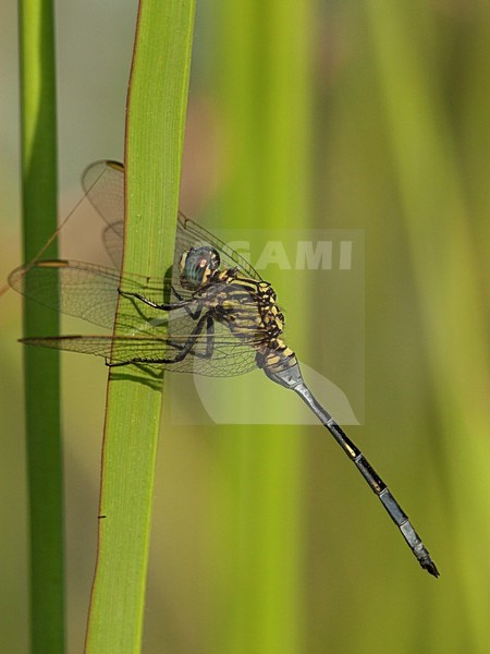 Mannetje Orthetrum icteromelas, Male Spectacled Skimmer stock-image by Agami/Wil Leurs,