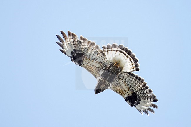 Rough-legged Buzzard flying; Ruigpootbuizerd vliegend stock-image by Agami/Markus Varesvuo,