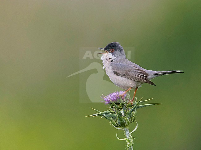 Mannetje MÃ©nÃ©triÃ©s' Zwartkop, Male Menetries's Warbler stock-image by Agami/Tomi Muukkonen,