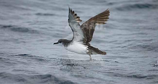 Manx Shearwater; Noordse Pijlstormvogel stock-image by Agami/Marc Guyt,