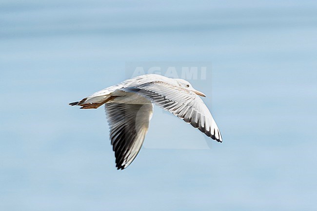 Slender-billed Gull (Chroicocephalus genei) during autumn migration in Ebro Delta, Spain stock-image by Agami/Marc Guyt,