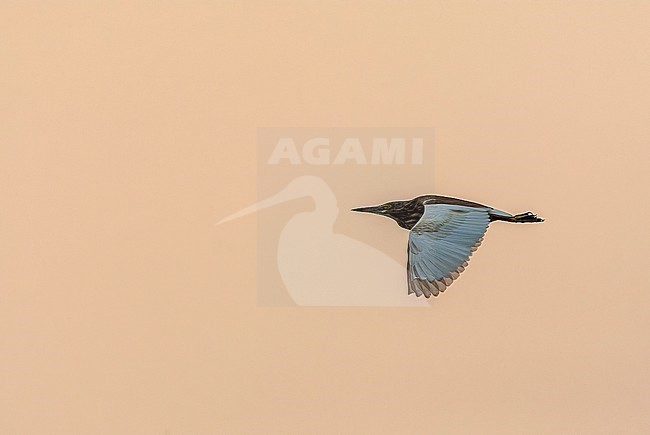 Indian Pond Heron (Ardeola grayii) in India. stock-image by Agami/Marc Guyt,