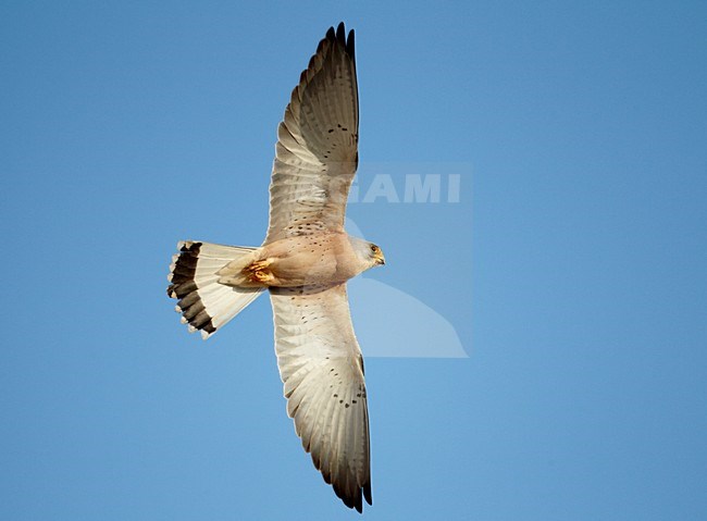 Mannetje Kleine torenvalk in vlucht, Male Lesser Kestrel in flight stock-image by Agami/Markus Varesvuo,