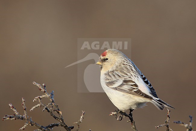 Witstuitbarmsijs op een takje, Arctic Redpoll perched on a twig stock-image by Agami/Chris van Rijswijk,