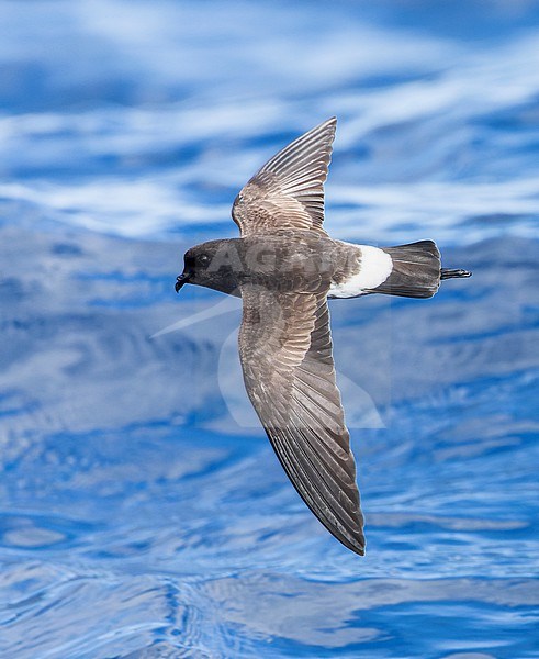 New Zealand Storm Petrel (Fregetta maoriana), a critically endangered seabird species endemic to New Zealand. Flying above the ocean surface. stock-image by Agami/Marc Guyt,