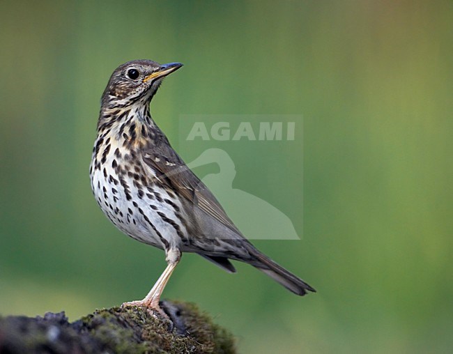 Zanglijster; Song Thrush (Turdus philomelos) Hungary May 2008 stock-image by Agami/Markus Varesvuo / Wild Wonders,