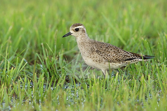 Adult American Golden Plover (Pluvialis dominica) in nonbreeding plumage standing in wetland area at Galveston County, Texas, United States. April 2016. stock-image by Agami/Brian E Small,