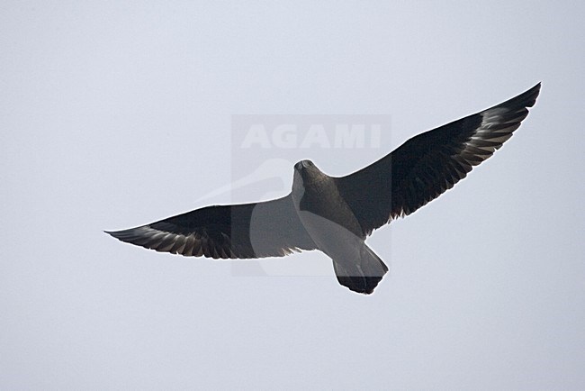 Subantarctic Skua flying; Subantarctische Grote Jager vliegend stock-image by Agami/Marc Guyt,