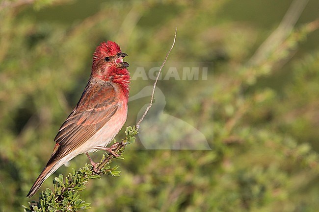 Common Rosefinch - Karmingimpel - Carpodacus erythrinus ssp. ferghanensis, Kyrgyzstan, adult male stock-image by Agami/Ralph Martin,