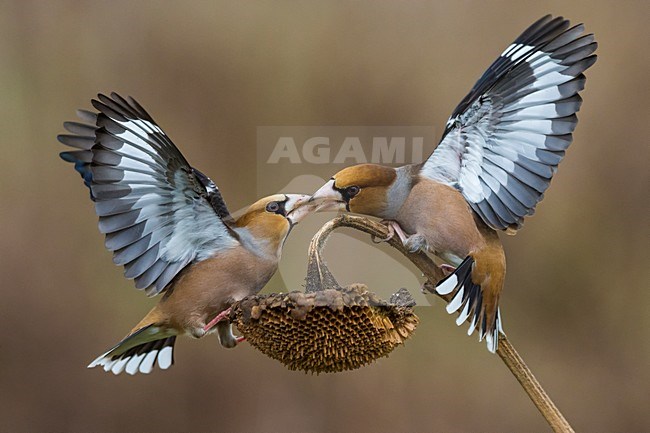 Vechtende Appelvinken; Hawfinches fighting stock-image by Agami/Daniele Occhiato,