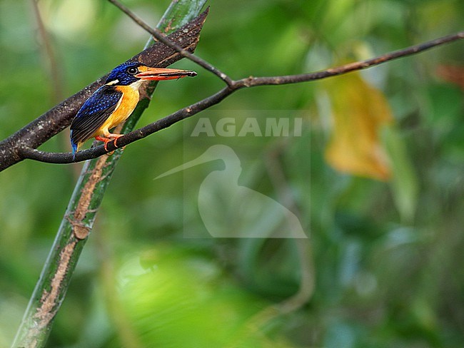 Seram Dwarf-Kingfisher (Ceyx lepidus) on Ambon island in the Moluccas, Indonesia. Also known as Moluccan dwarf kingfisher, formerly known as the variable dwarf kingfisher. stock-image by Agami/James Eaton,