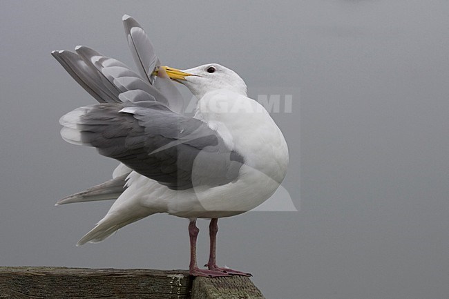 Beringmeeuw poetsend; Glaucous-winged Gull preening stock-image by Agami/Martijn Verdoes,