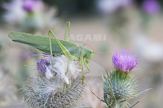 Tettigonia viridissima - Great green bush-cricket - Grünes Heupferd, Kyrgyzstan, imago stock-image by Agami/Ralph Martin,