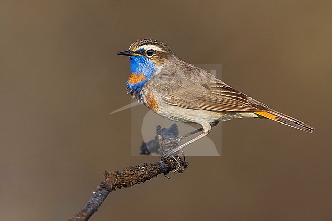 Adult male Red-spotted Bluethroat (Luscinia svecica svecica) in Norway. stock-image by Agami/Daniele Occhiato,