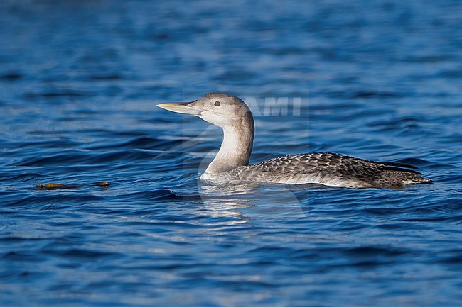 Juvenile
San Diego Co., CA
December 2022 stock-image by Agami/Brian E Small,