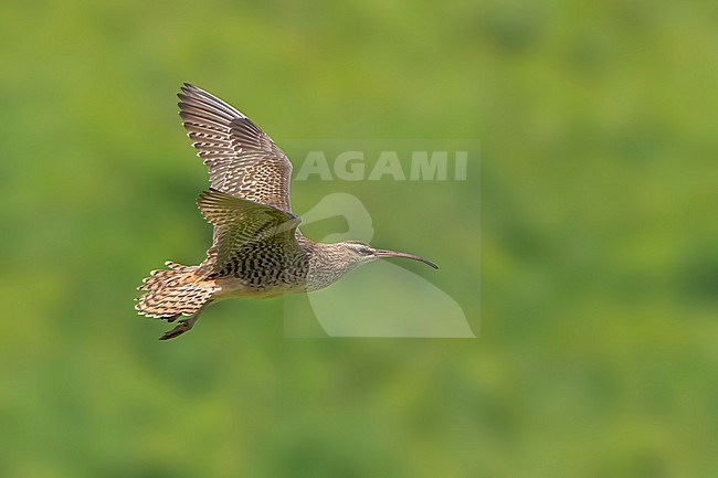 Adult
Oahu, HI
March 2022 stock-image by Agami/Brian E Small,