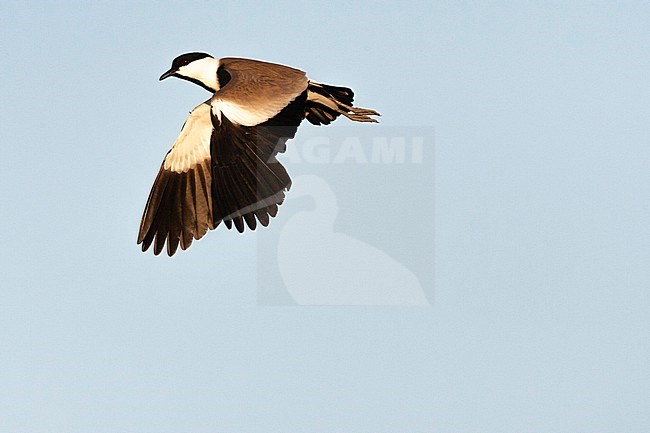 Adult Spur-winged Plover (Vanellus spinosus) in Israel stock-image by Agami/Marc Guyt,