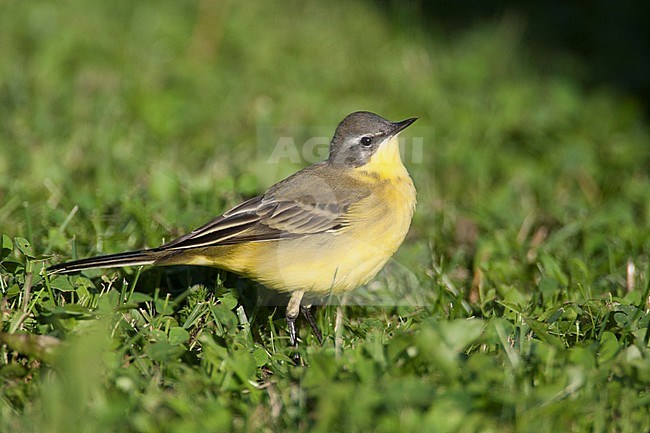 Adult male Grey-headed Wagtail (Motacilla thunbergi) in autumn plumage, standing in a green grass field in Finland stock-image by Agami/Arto Juvonen,