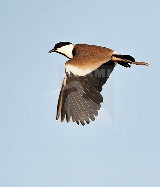 Adult Spur-winged Plover (Vanellus spinosus) in Israel stock-image by Agami/Marc Guyt,